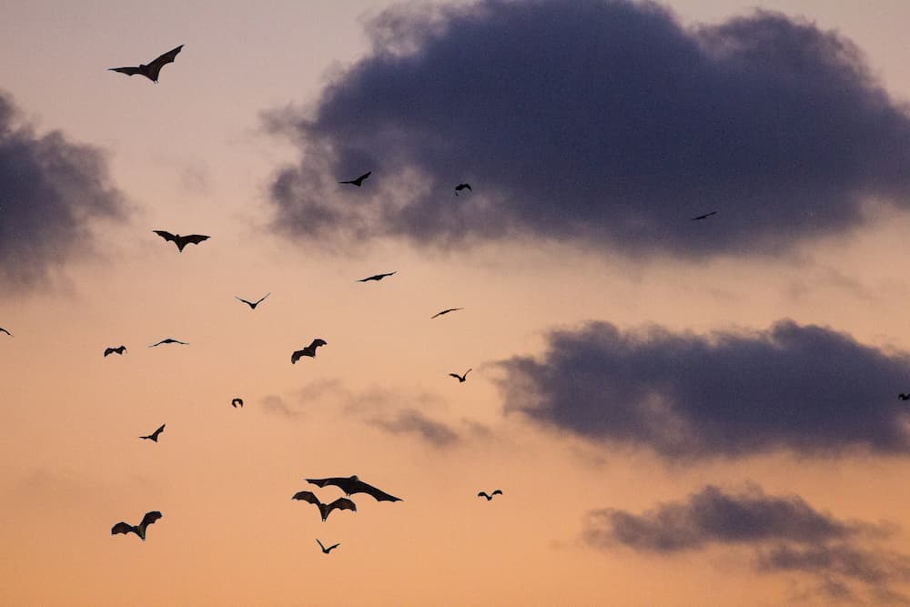 Bats flying at sunset
