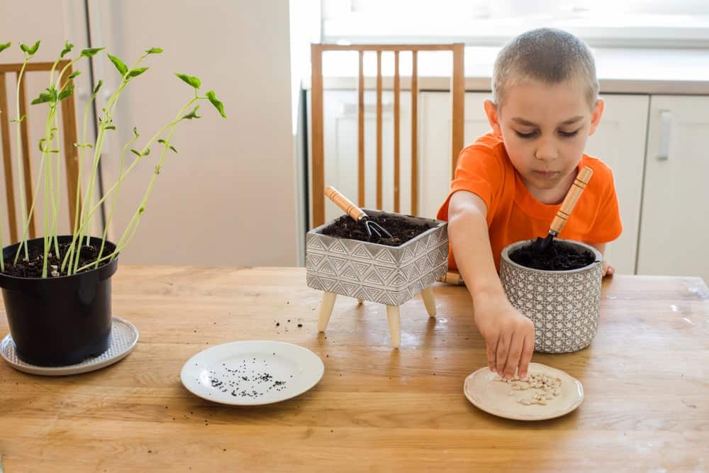 stem activities for kids - growing a plant